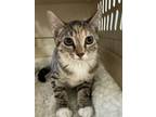 Adopt Jill a Domestic Short Hair, Tabby