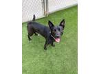 Adopt RAVEN a German Shepherd Dog