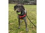 Adopt Roo - AVAILABLE a German Shorthaired Pointer