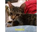 Adopt Sweetie a Domestic Short Hair