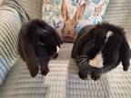 Adopt Ailess & Arie (Bonded Sister Pair) a Lop Eared
