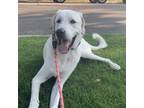 Adopt Mae a Anatolian Shepherd, Great Pyrenees