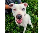 Adopt Aspen PF* a Pit Bull Terrier