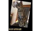 Adopt Savannah a Tabby