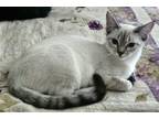 Adopt Taffy (bonded to Toffee) a Domestic Short Hair, Siamese