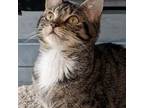 Adopt Jitterbug a Domestic Short Hair