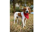 Adopt Lovebug a Hound