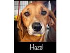 Adopt Hazel a Hound