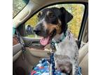 Adopt Rory a Cattle Dog, Pointer