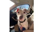 Adopt Molly - The Pittie a Pit Bull Terrier