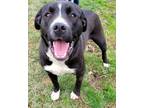 Adopt GERTIE a Labrador Retriever, Border Collie