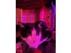 Adopt Aleksander aka Eloise a Domestic Short Hair