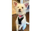 Adopt Windy a Chinese Crested Dog, Mixed Breed