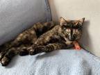 Adopt Bella a Domestic Short Hair