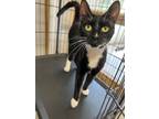 Adopt Panda a Domestic Short Hair