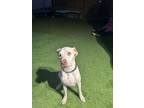 Adopt Poppy a Labrador Retriever, Mixed Breed