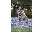 Adopt Juju a Australian Cattle Dog / Blue Heeler