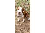 Adopt Autumn a Pit Bull Terrier