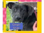 Adopt Gingersnap a Boxer