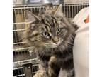 Adopt Cecelia OS a Domestic Long Hair