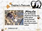 Adopt Miracle a Mastiff, Husky