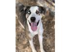 Adopt Iris a Catahoula Leopard Dog