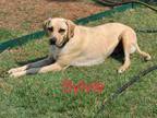 Adopt Sylvie a Yellow Labrador Retriever, Labrador Retriever