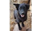 Adopt Blackie (LHS Courtesy Listing) a German Shepherd Dog, Border Collie