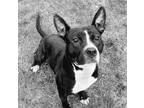 Adopt Cane a American Staffordshire Terrier