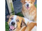 Adopt Tear Drop and Hammer, Bonded Brothers a Mixed Breed