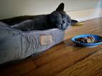 Adopt Frankie a Domestic Short Hair, Russian Blue