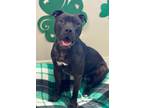 Adopt Roman a Pit Bull Terrier