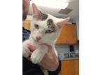 Adopt Nicholas a American Shorthair