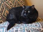 Adopt Casanova a Domestic Medium Hair