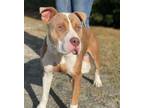 Adopt Summit a American Staffordshire Terrier