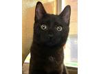 Adopt Sheldon a Domestic Short Hair