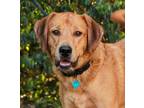 Adopt Elton a Labrador Retriever, Coonhound