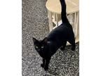 Adopt Skimbleshanks a Domestic Short Hair