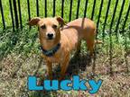 Adopt Lucky in Texarkana TX a Chiweenie