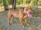 Adopt Drax/Red a Pit Bull Terrier