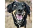 Adopt Rambo a Miniature Pinscher