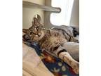 Adopt 2310-1695 Kreature (Off Site Foster) a Domestic Short Hair