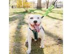 Adopt Spot (in foster) a American Staffordshire Terrier