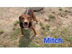 Adopt Mitch a Hound, Mixed Breed