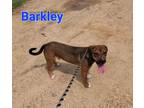 Adopt Barkley a Hound, Mixed Breed