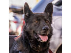 Adopt Chief a German Shepherd Dog