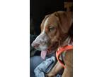 Adopt Scooby a Pointer