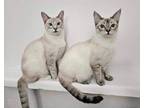 Adopt Toffee (bonded to Taffy) a Domestic Short Hair, Siamese