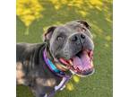 Adopt Eddie a American Staffordshire Terrier