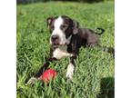 Adopt Archie a Mixed Breed, American Staffordshire Terrier
